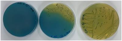 Fermentative microbiota and chemical characterization of traditional date vinegar with promising biotechnological applications